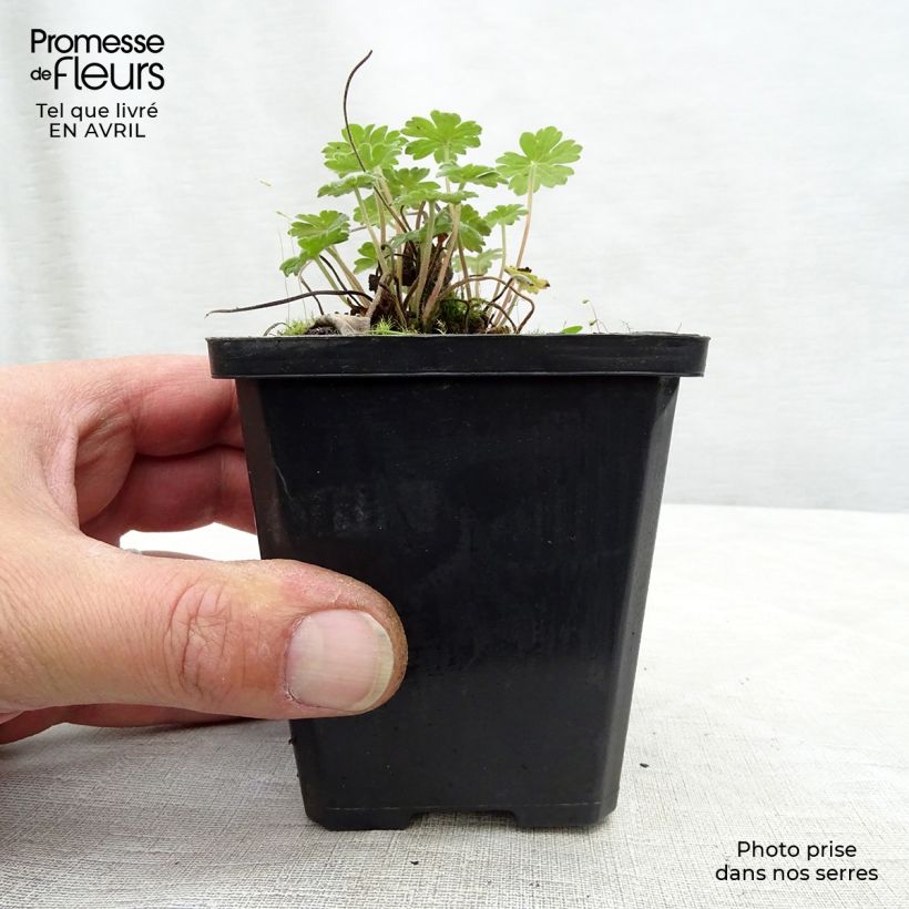 Spécimen de Géranium vivace Joy Godet de 9cm tel que livré au printemps