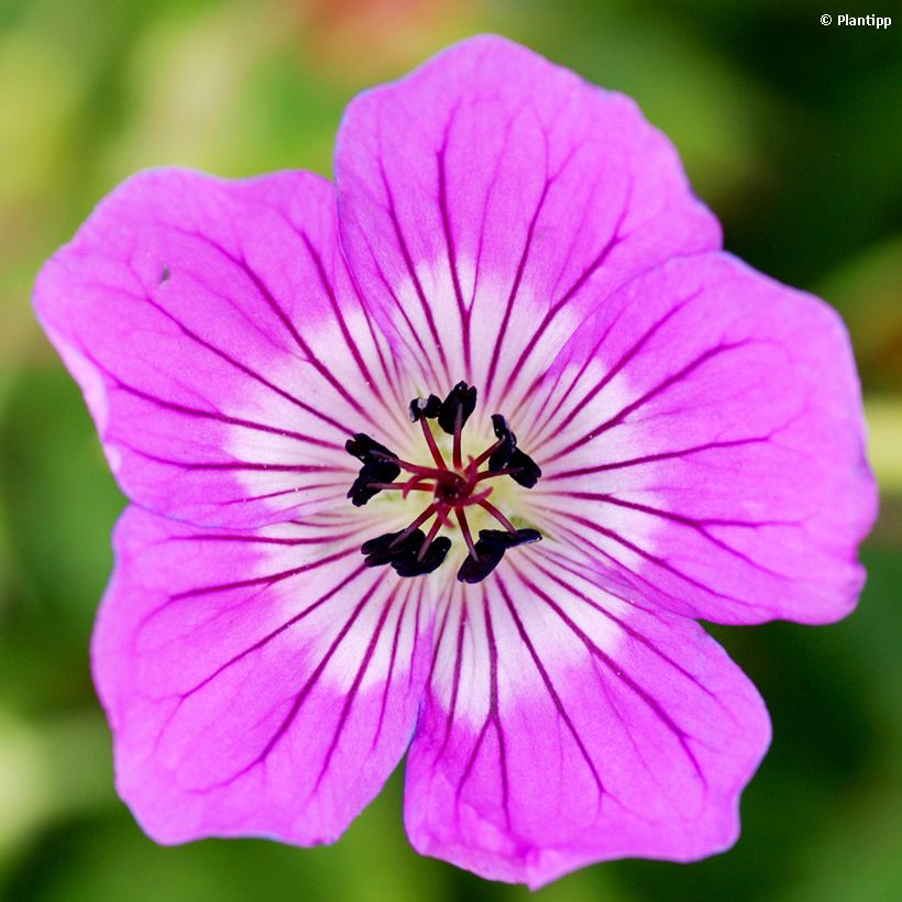 Géranium vivace Kelly-Anne (Floraison)