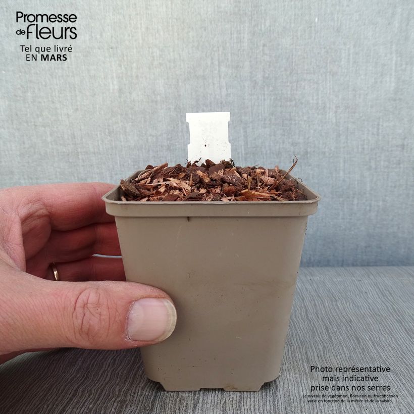 Spécimen de Géranium vivace Kelly-Anne en godet de 8/9 cm tel que livré en hiver