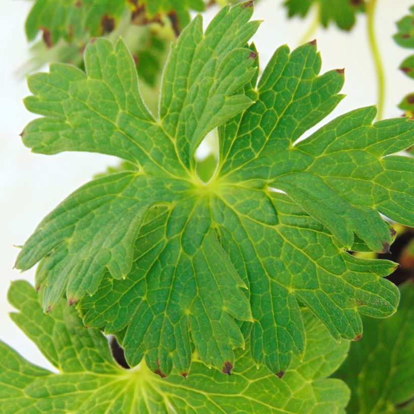 Geranium vivace Lilac Ice (Feuillage)