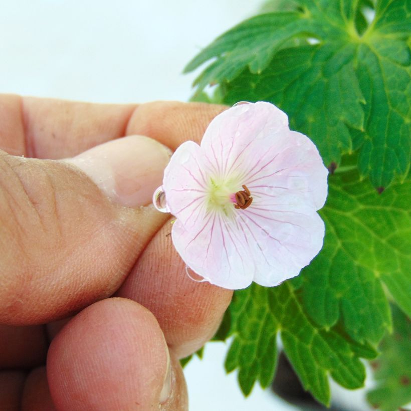 Geranium vivace Lilac Ice (Floraison)