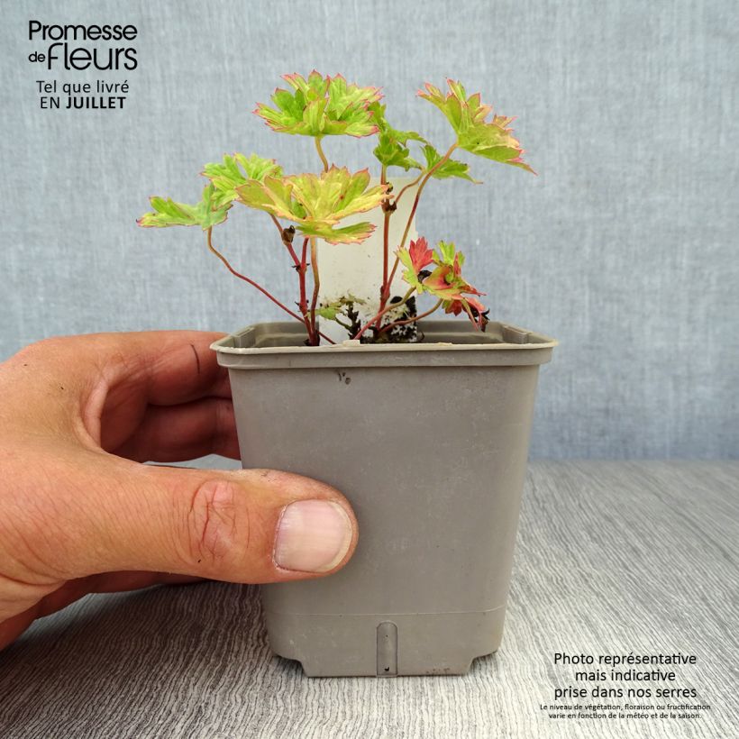 Spécimen de Geranium vivace Lilac Ice Godet de 8/9 cm tel que livré en été