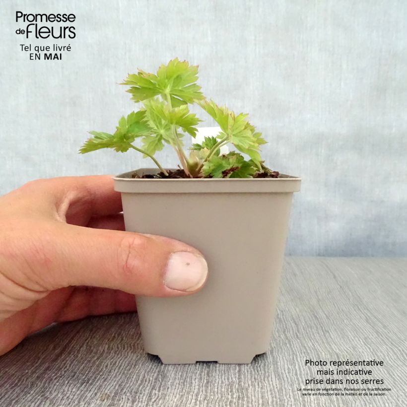Spécimen de Geranium vivace Lilac Ice Godet de 9cm tel que livré au printemps