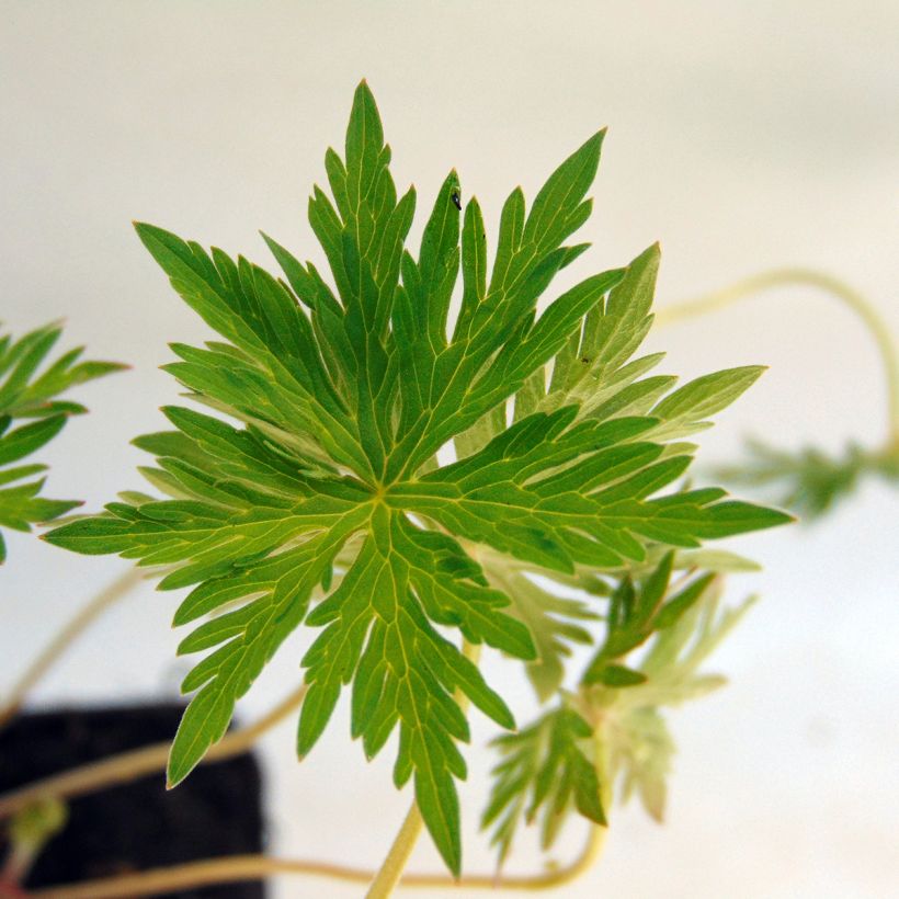 Geranium vivace Nimbus (Feuillage)