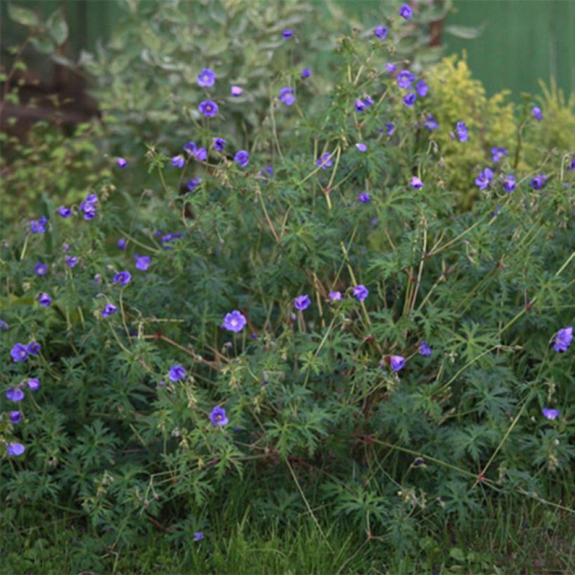 Geranium vivace Nimbus (Floraison)