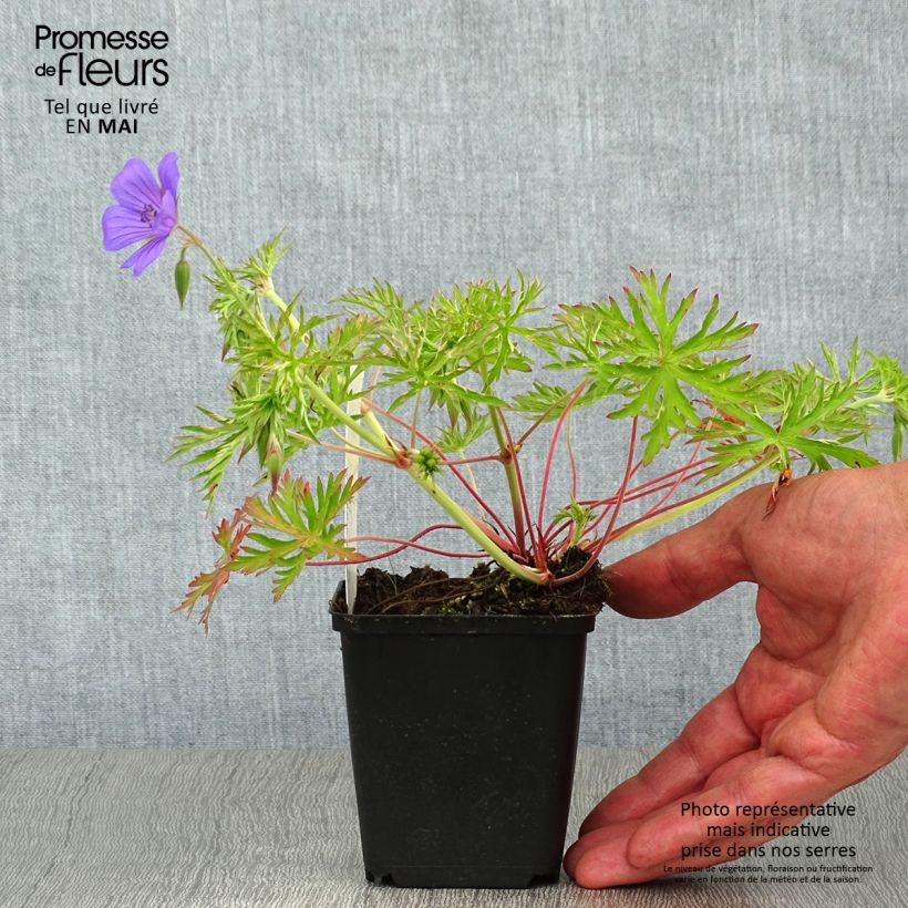 Spécimen de Geranium vivace Nimbus Godet de 9cm tel que livré au printemps