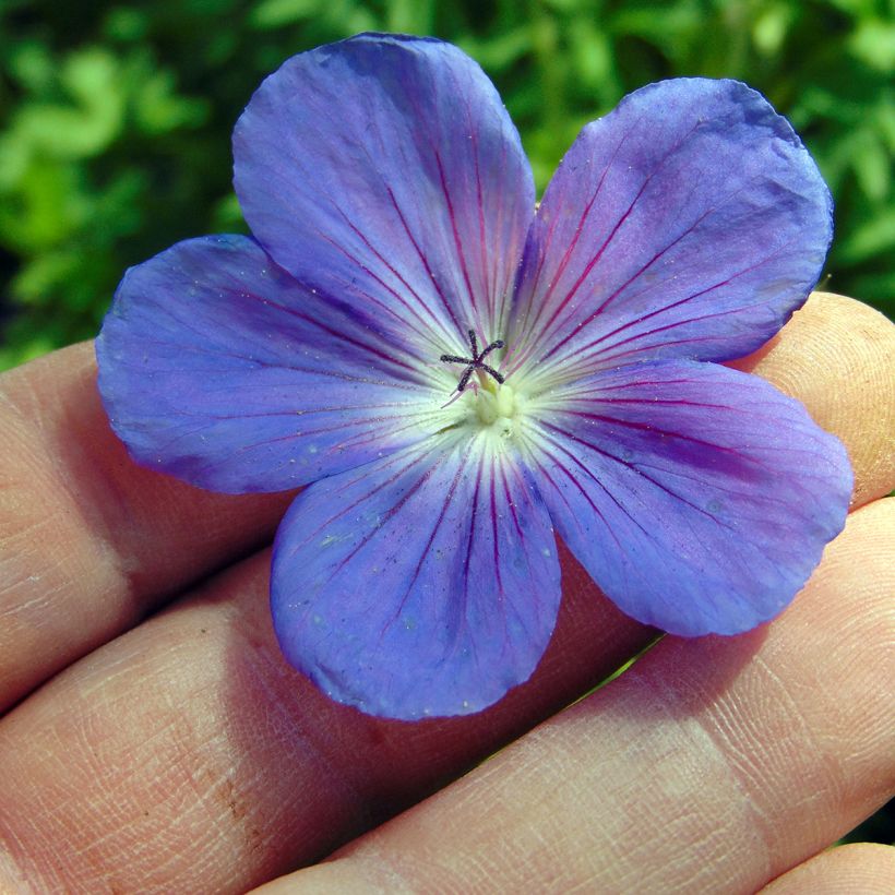 Géranium vivace Orion (Floraison)