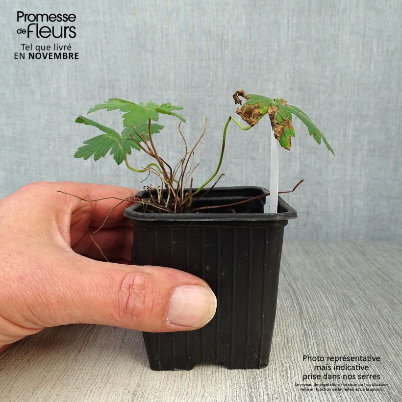 Spécimen de Géranium vivace Patricia Godet de 8/9 cm tel que livré en automne