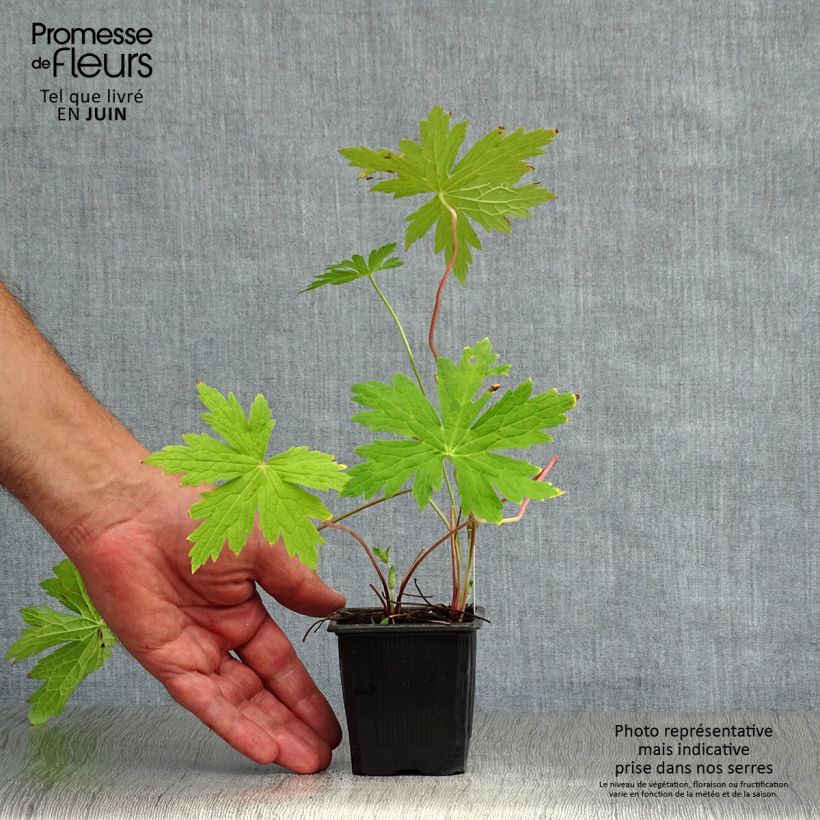 Spécimen de Géranium vivace Patricia Godet de 8/9 cm tel que livré en été