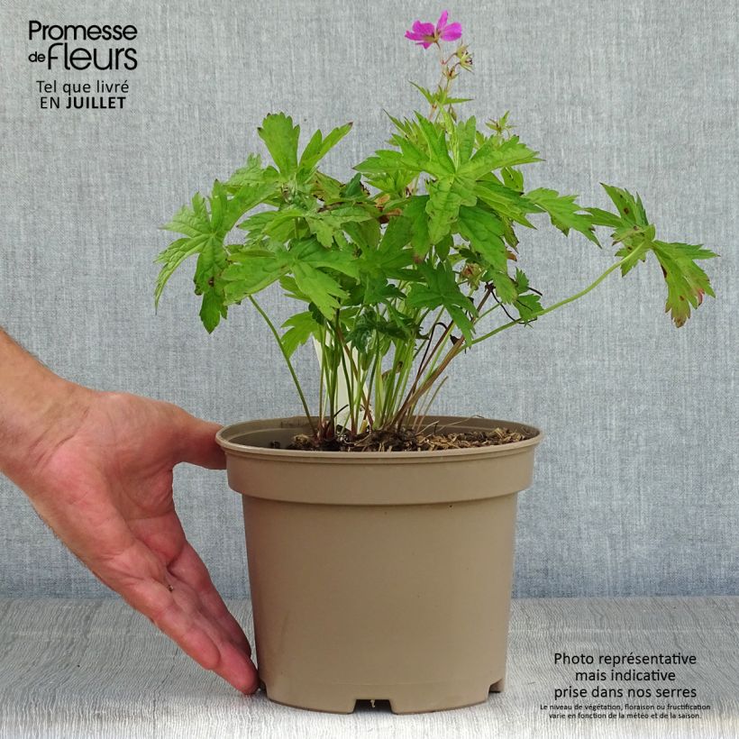 Spécimen de Géranium vivace Patricia Pot de 1,5L/2L tel que livré en été