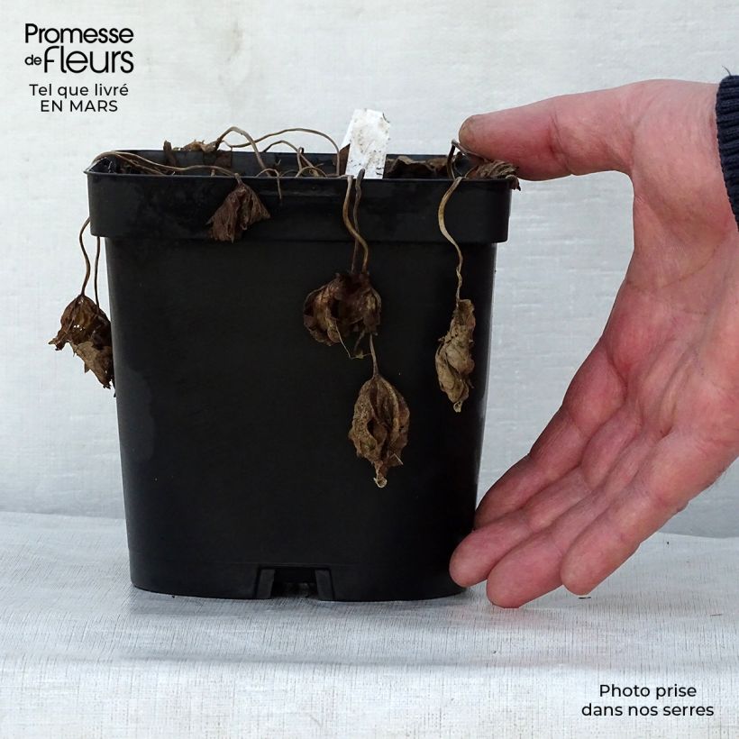 Spécimen de Géranium vivace Patricia en pot de 1.5/2 litres tel que livré au printemps