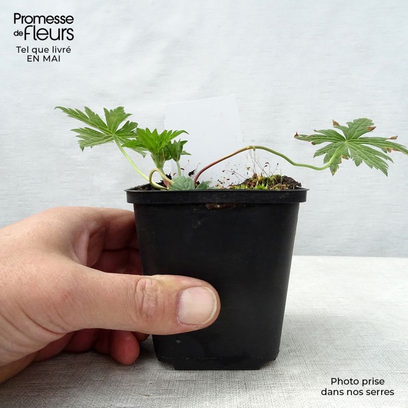 Spécimen de Géranium vivace Patricia en godet de 9 cm tel que livré au printemps
