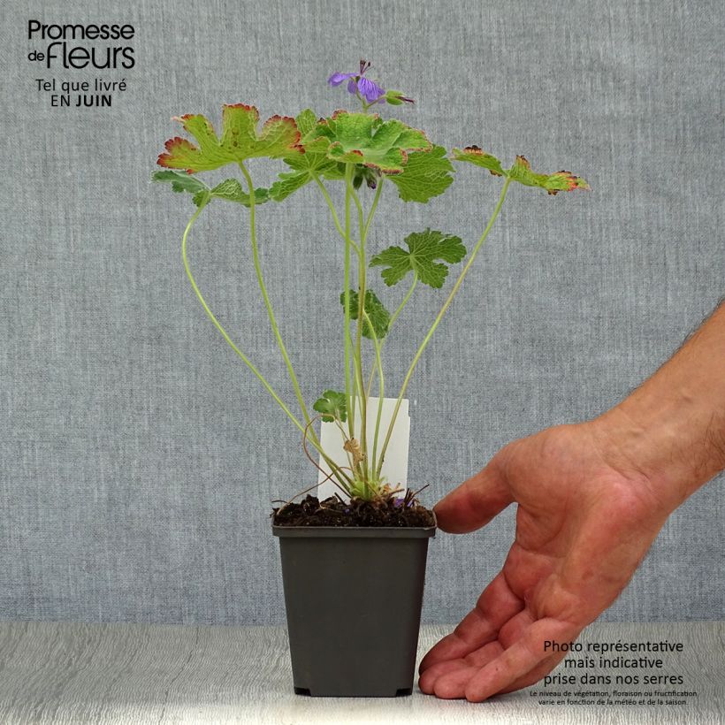 Spécimen de Géranium vivace Philippe Vapelle Godet de 8/9 cm tel que livré en été