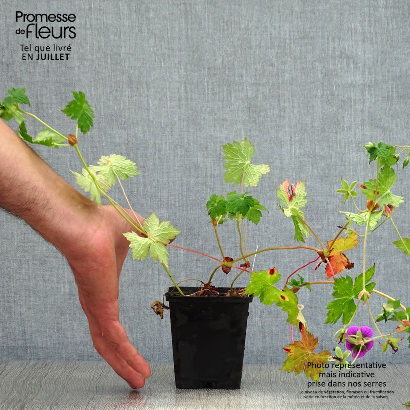 Spécimen de Géranium vivace Pink Penny Godet de 8/9 cm tel que livré en été