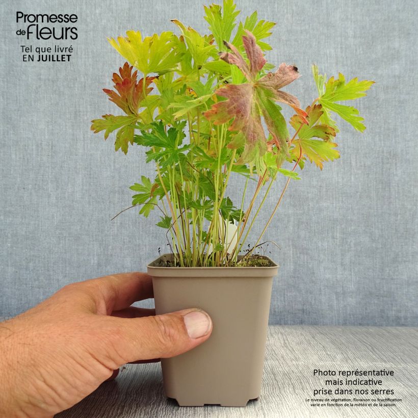 Spécimen de Geranium vivace Prélude Godet de 8/9 cm tel que livré en été