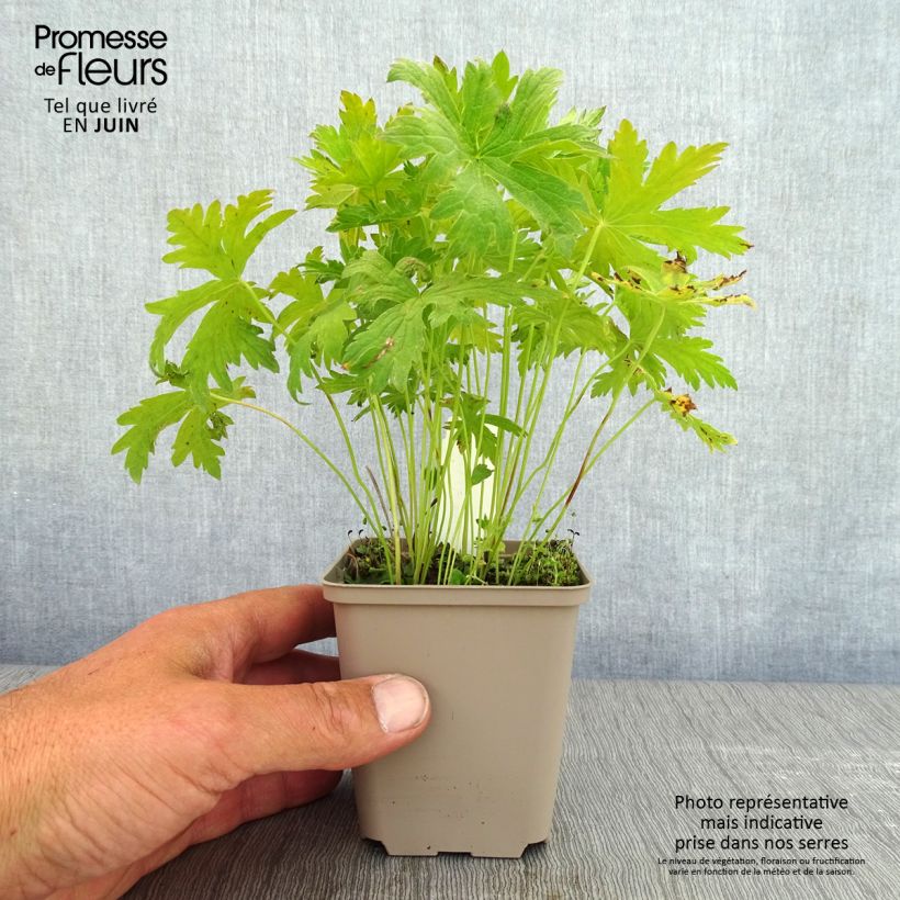 Spécimen de Geranium vivace Prélude Godet de 9cm tel que livré au printemps