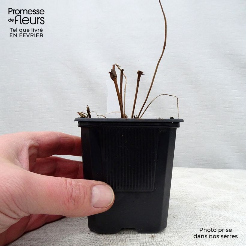 Spécimen de Géranium vivace Rise and Shine Godet de 8/9 cm tel que livré en hiver