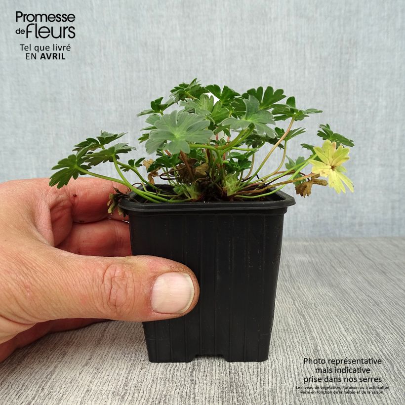 Spécimen de Geranium vivace Rothbury Gem Godet de 8/9 cm tel que livré au printemps