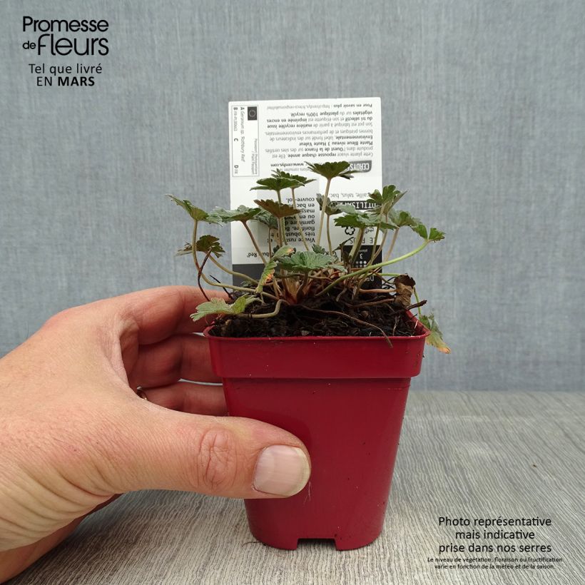 Spécimen de Géranium vivace Rothbury Red Godet de 8/9cm tel que livré au printemps