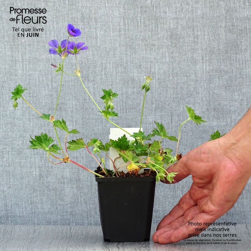 Spécimen de Géranium vivace Rozanne Godet de 8/9 cm tel que livré en été