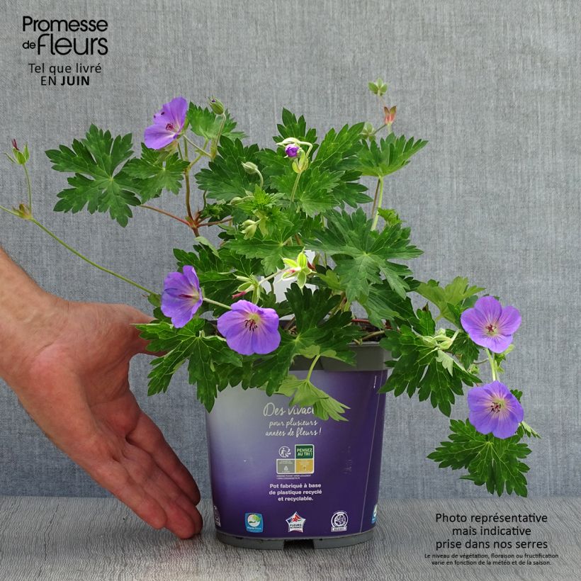Spécimen de Géranium vivace Rozanne Pot de 2L/3L tel que livré en été