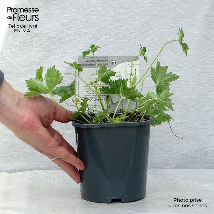 Spécimen de Géranium vivace Rozanne en pot de 2L tel que livré au printemps