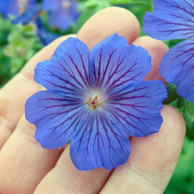 Géranium vivace Sabani Blue (Floraison)