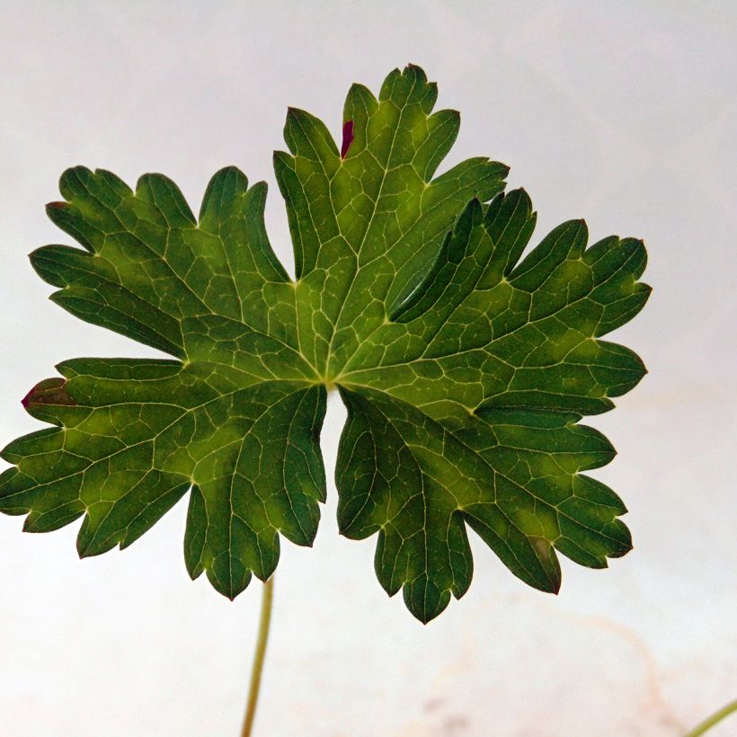 Geranium vivace Silvia's surprise (Feuillage)