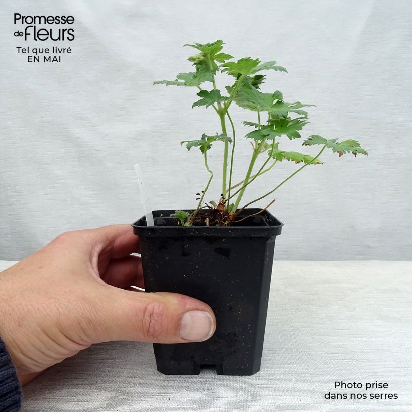 Spécimen de Géranium vivace Sirak Godet de 9cm tel que livré au printemps