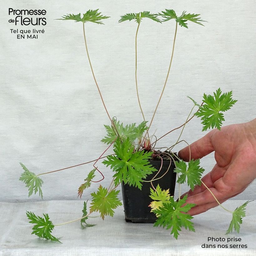 Spécimen de Géranium vivace Spinners Godet de 9cm tel que livré au printemps
