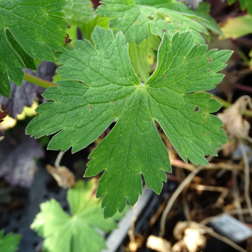 Géranium vivace Sweet Heidi (Feuillage)