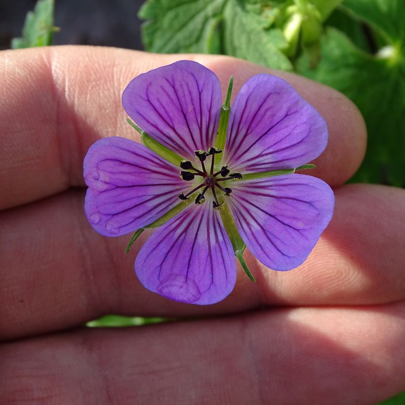 Géranium vivace Sweet Heidi (Floraison)