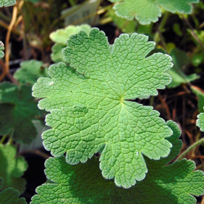 Géranium vivace Terre Franche (Feuillage)