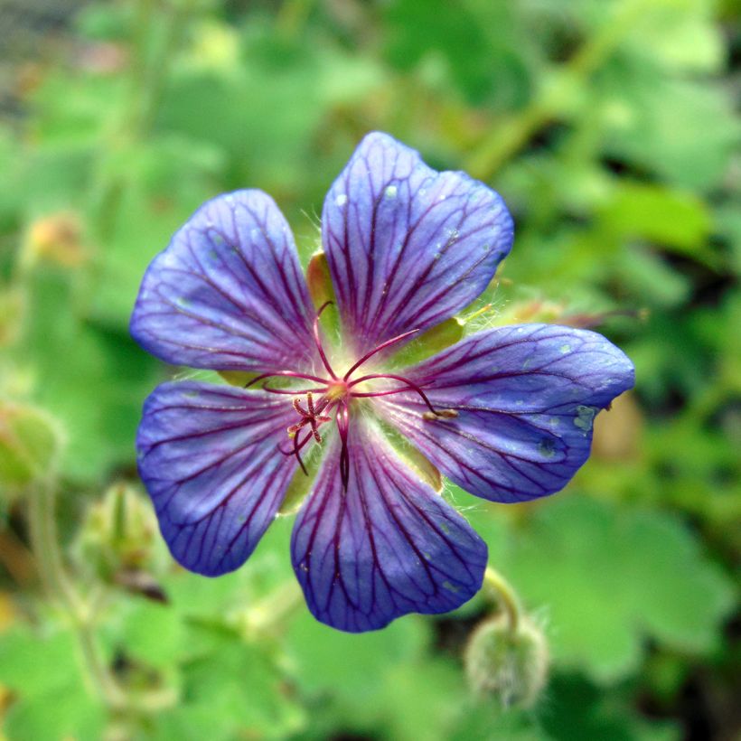 Géranium vivace Terre Franche (Floraison)