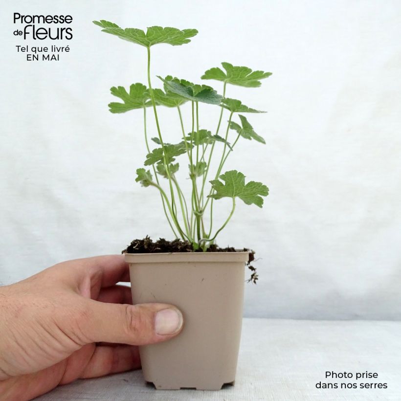 Spécimen de Géranium vivace Terre Franche Godet de 9cm tel que livré au printemps
