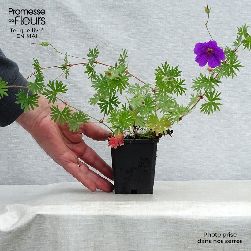 Spécimen de Geranium vivace Tiny Monster Godet de 9cm tel que livré au printemps