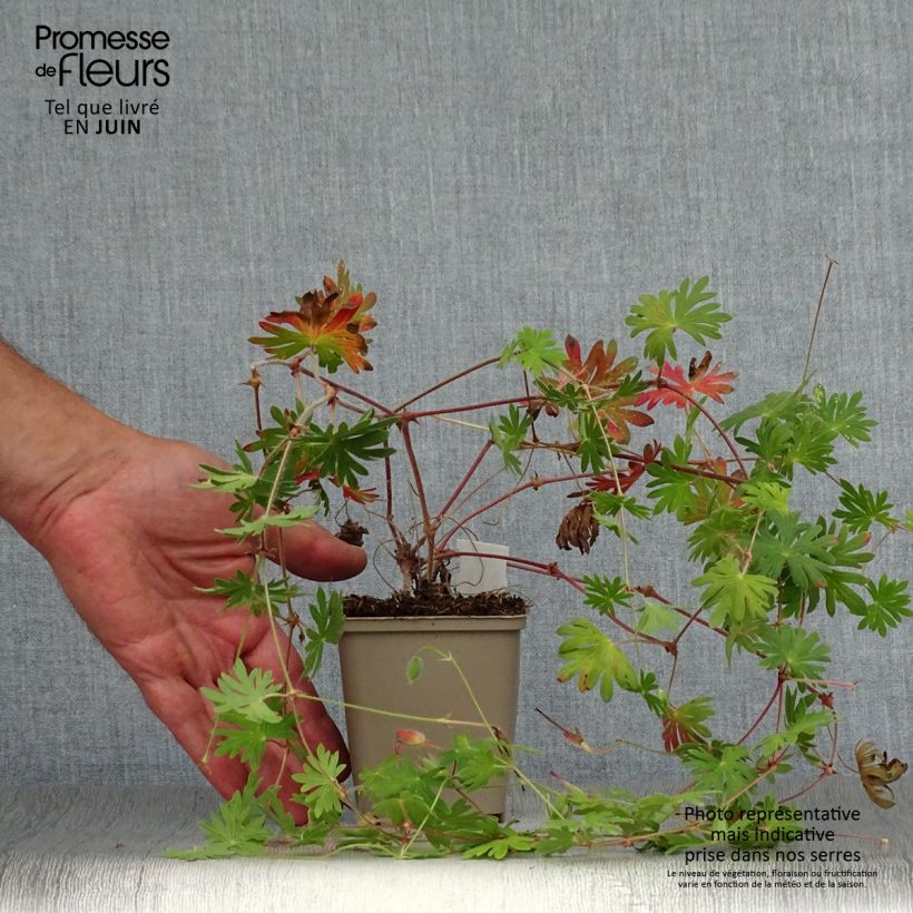 Spécimen de Geranium vivace Tiny Monster Godet de 8/9 cm tel que livré en été