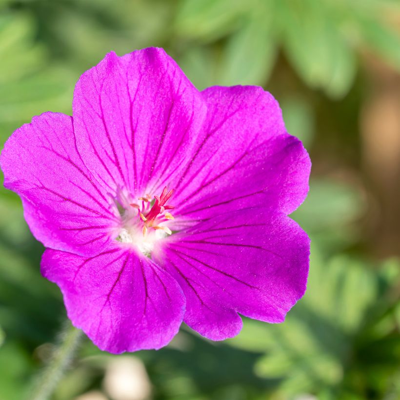 Geranium vivace Tiny Monster (Floraison)