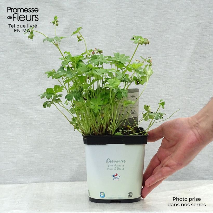 Spécimen de Géranium vivace cantabrigiense Biokovo en pot de 2/3 litres tel que livré au printemps