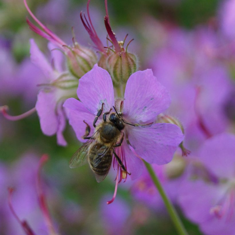 Geranium vivace cantabrigiense Hanne  (Floraison)