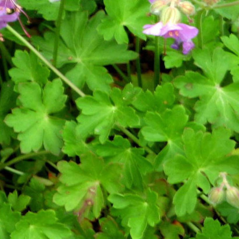 Geranium vivace cantabrigiense Hanne  (Feuillage)