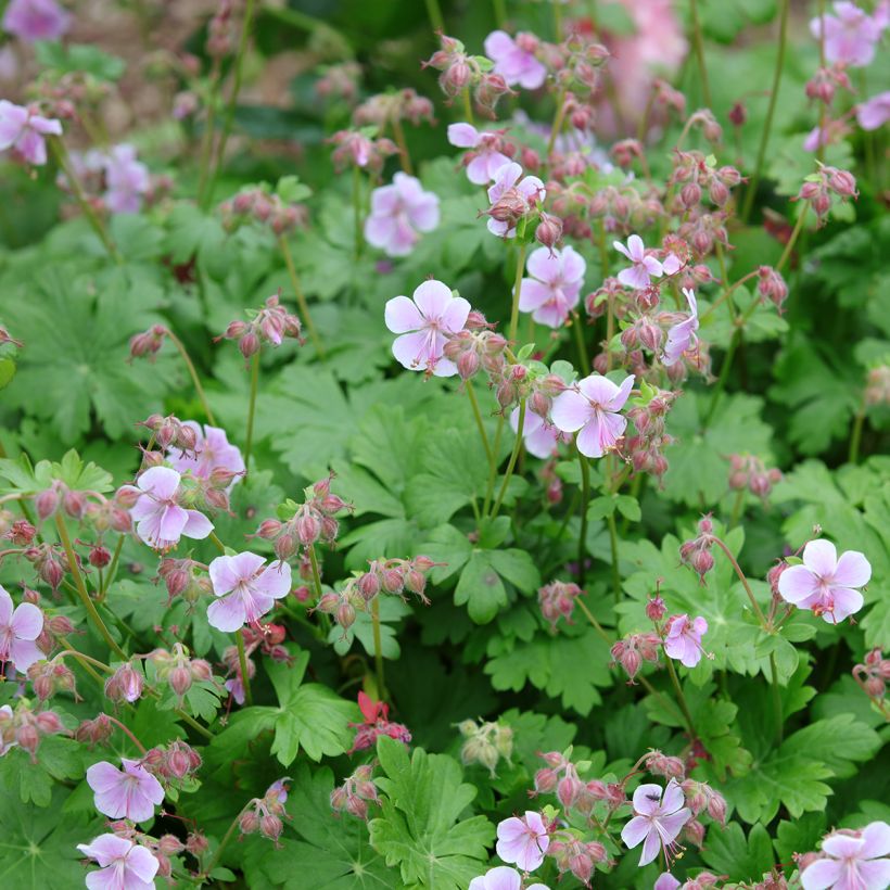 Geranium vivace cantabrigiense Hanne  (Port)