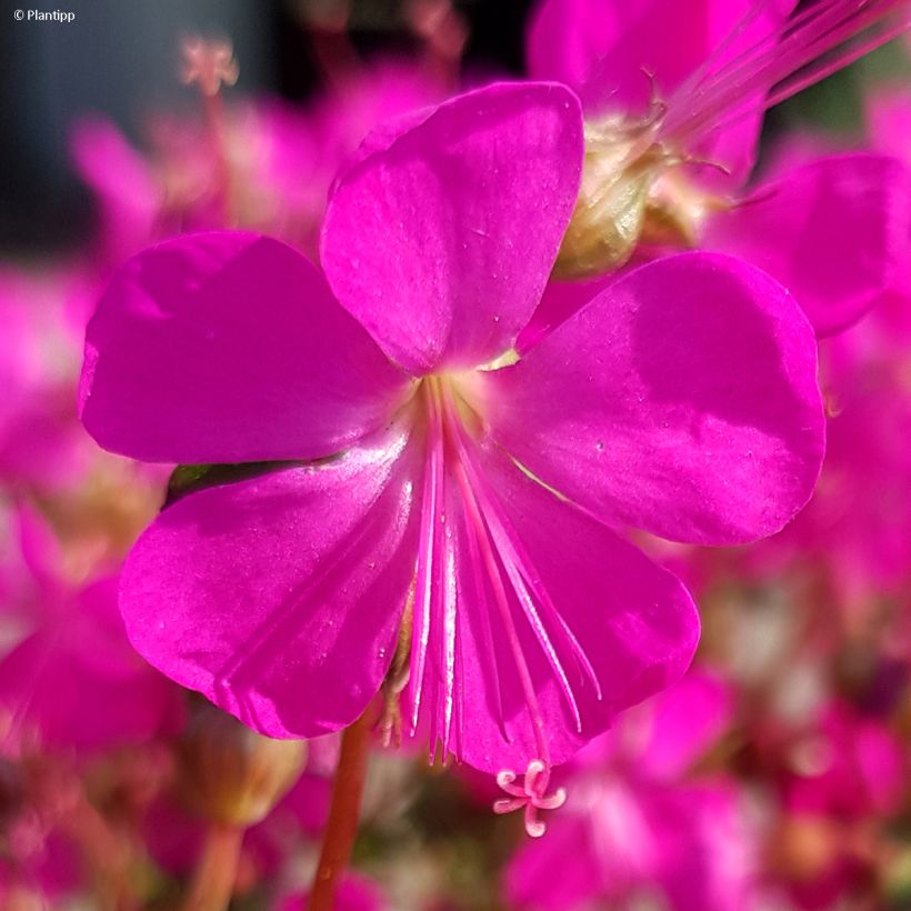 Géranium vivace cantabrigiense Intense (Floraison)