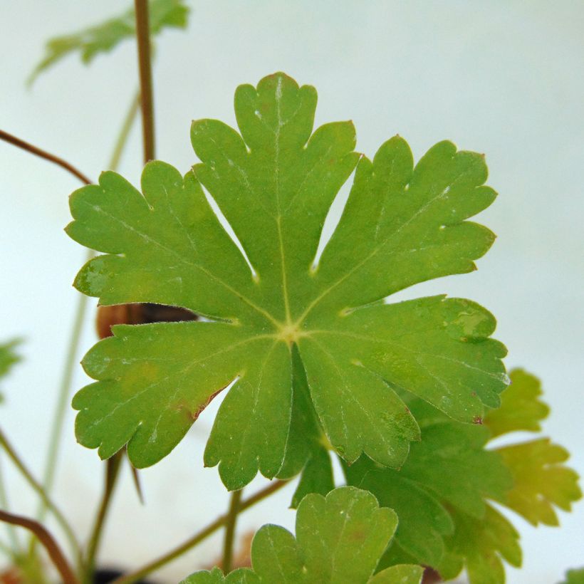 Géranium vivace cantabrigiense Karmina (Feuillage)