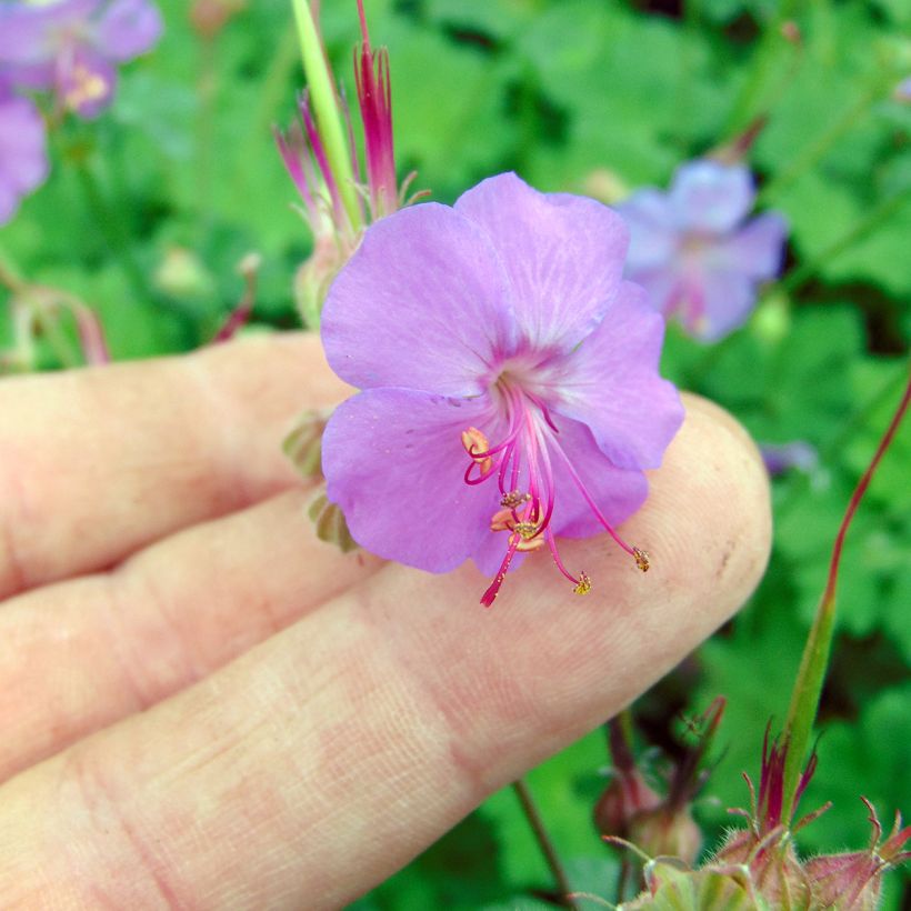 Géranium vivace cantabrigiense Karmina (Floraison)