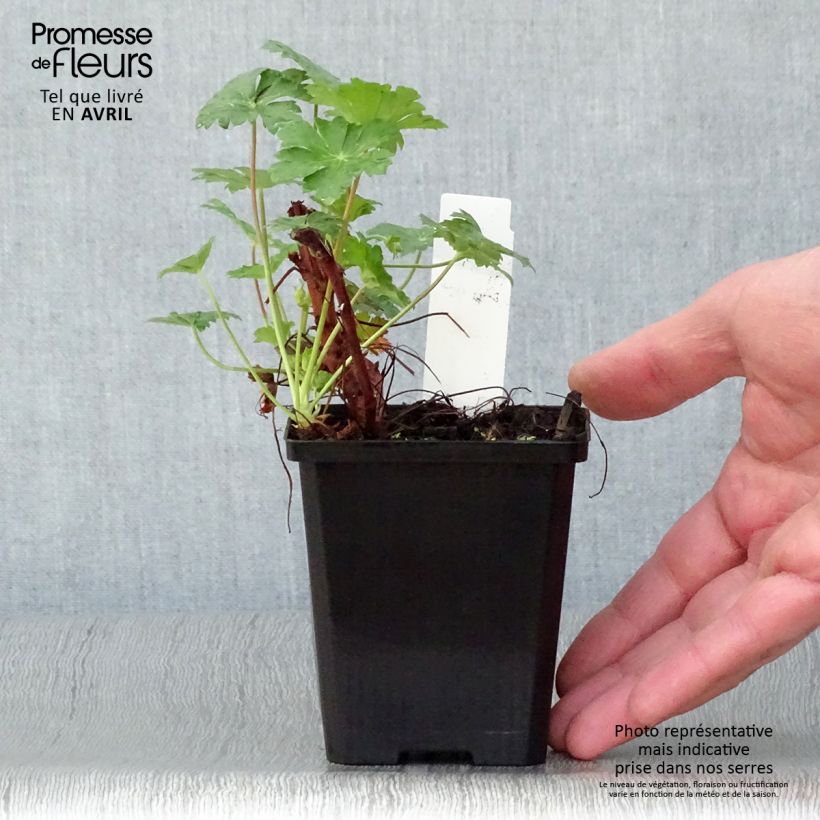 Spécimen de Géranium vivace cantabrigiense Karmina Godet de 9cm tel que livré au printemps