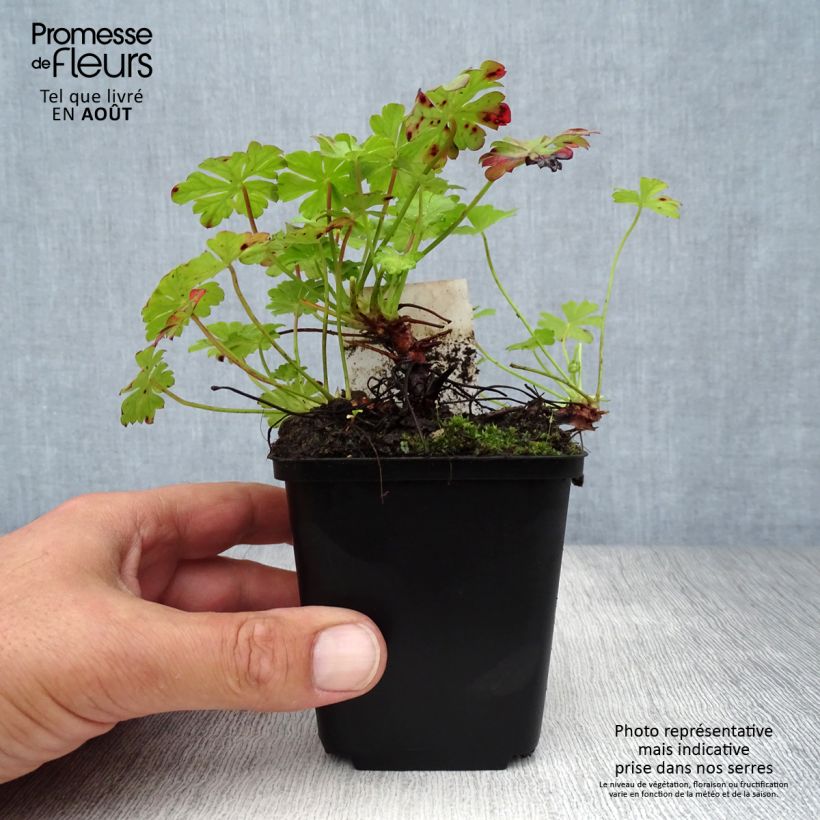 Spécimen de Géranium vivace cantabrigiense St Ola Godet de 8/9 cm tel que livré en été