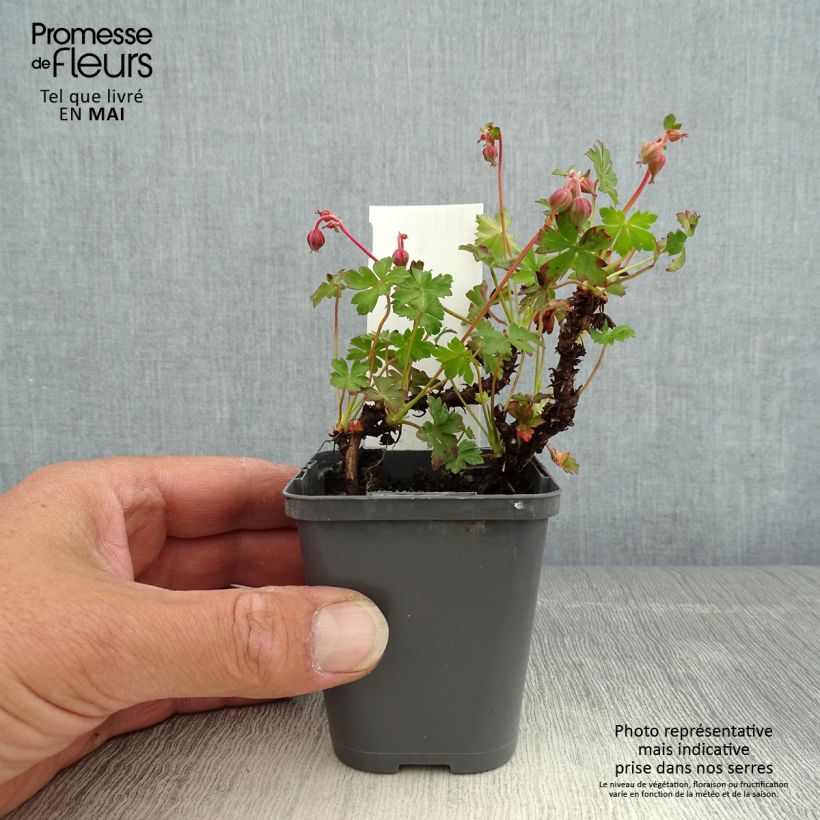 Spécimen de Géranium vivace cantabrigiense Westray Godet de 8/9 cm tel que livré au printemps