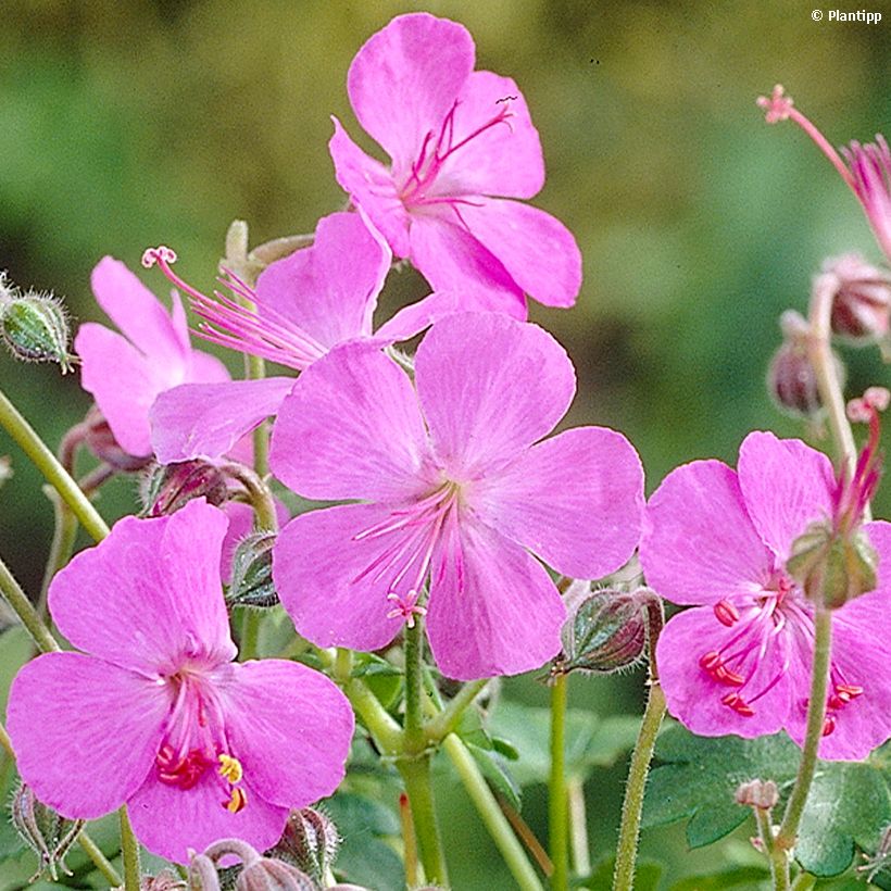 Géranium vivace cantabrigiense Westray (Floraison)