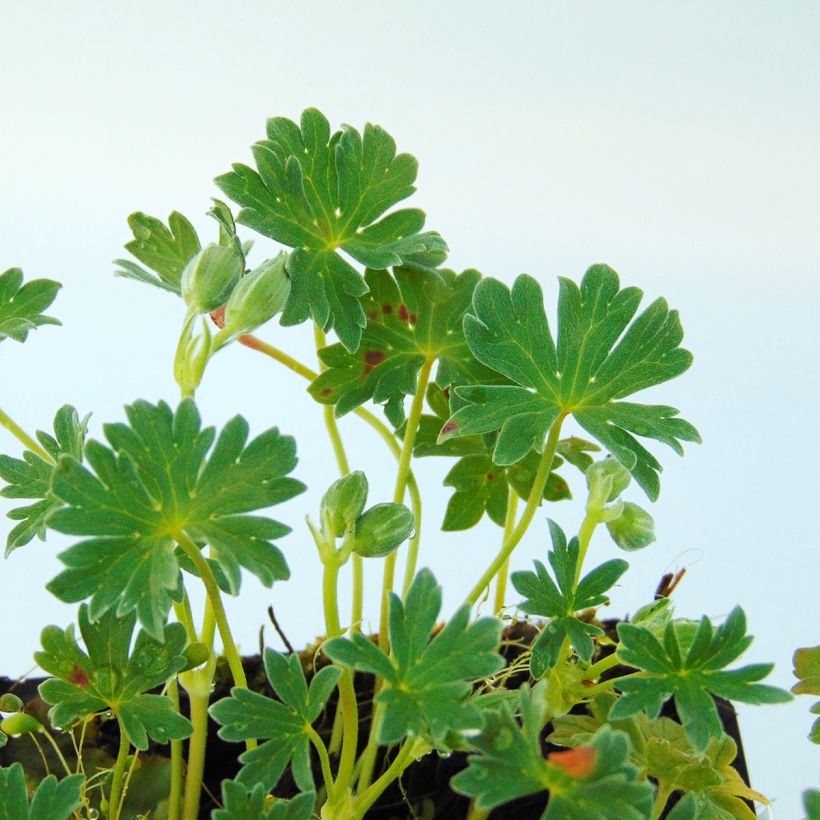 Geranium vivace cinereum Ballerina (Feuillage)